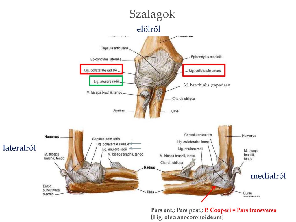ahonnan a könyök ízületei megsérülhetnek láb metatarsalis arthritis